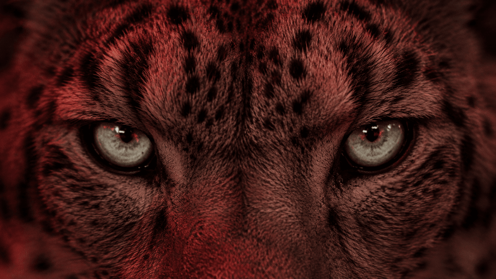 Close-up of the snow leopard’s eyes